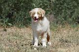 BERGER AUSTRALIEN PUPPIES 277